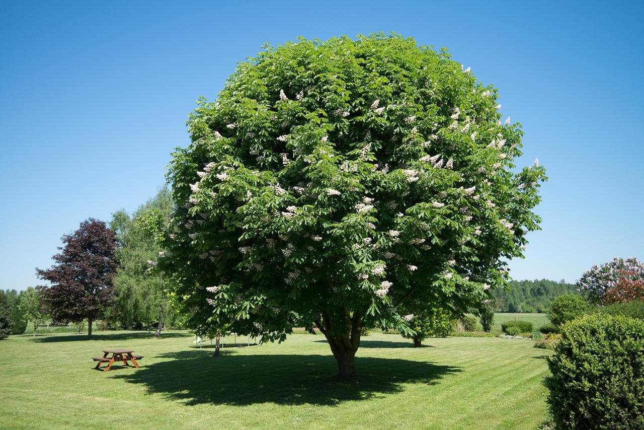 Au Jardin Fleuri Vauxaillon